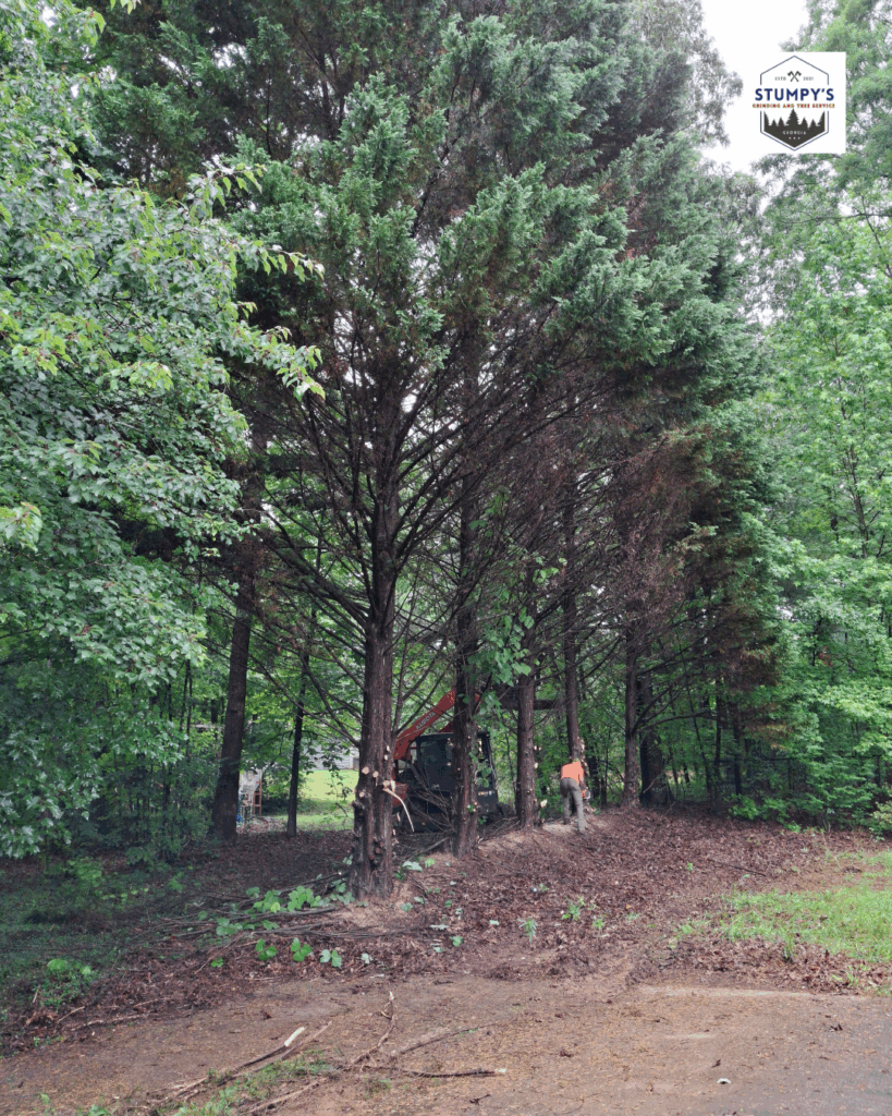 Tree removal expert local top rated stumpy's grinding and tree services